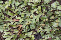 Mannia androgyna