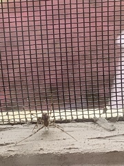 Parasteatoda tepidariorum