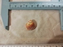 Tucetona