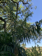 Chamaedorea glaucifolia