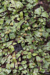 Mannia androgyna
