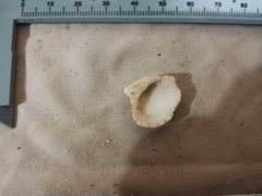 Tucetona