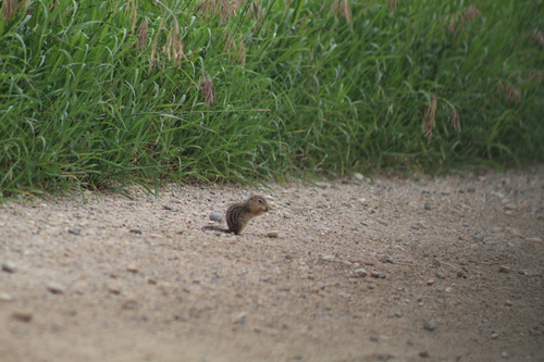 Thirteen-lined Ground Squirrel