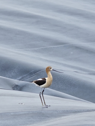 American Avocet
