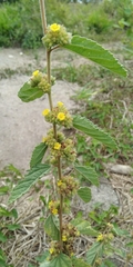 Waltheria indica