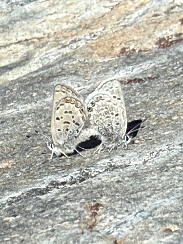 iNaturalist observation photo of Shasta Blue