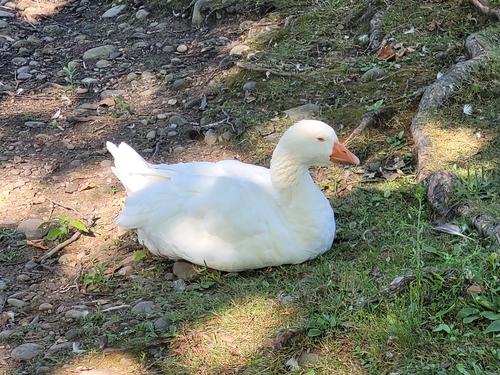 iNaturalist image
