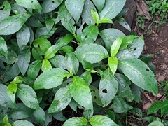 Trichodesma calycosum