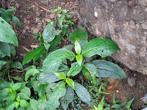 Trichodesma calycosum, photograph 1