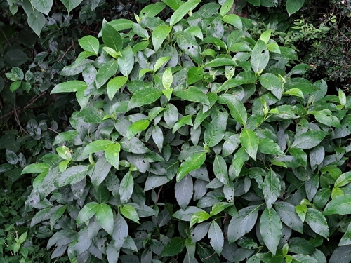 Trichodesma calycosum, photograph 2