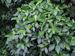 Trichodesma calycosum, photograph (c) vrxz, some rights reserved (CC BY-SA)
