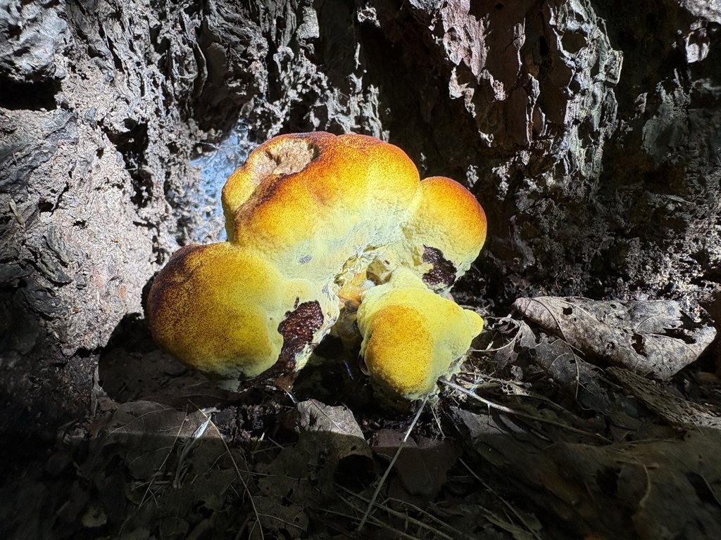 Phaeolus hispidoides · July 2026 · photo: Photo: (c) Bren Zo, some rights reserved (CC BY) · iNaturalist