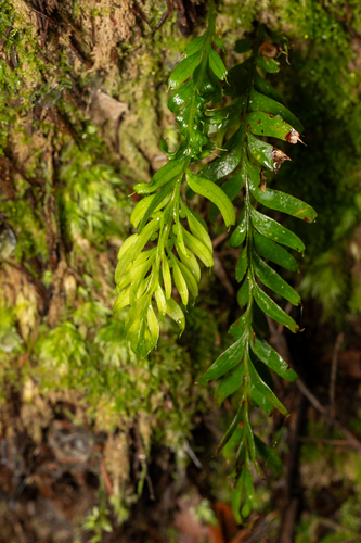 Tmesipteris sigmatifolia observed 2026-07-24
