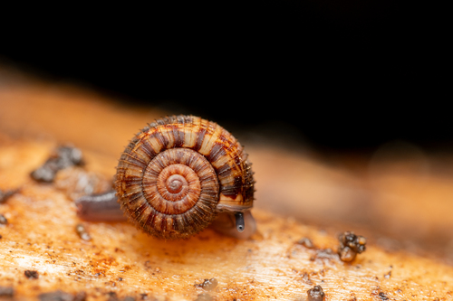 Allodiscus dimorphus, 2026-07-24