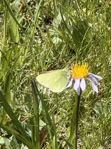 iNaturalist observation photo of Sierra Sulphur
