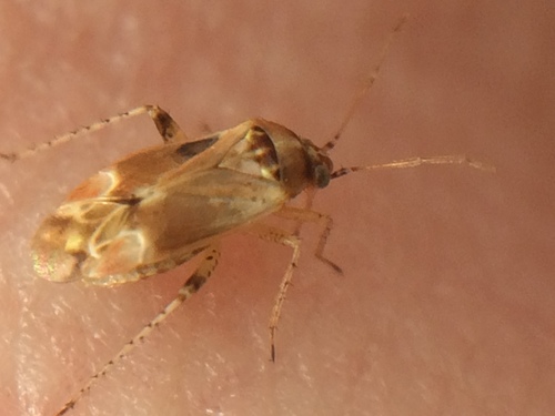 Vesperocoris paddocki