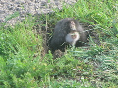 Thomomys bulbivorus
