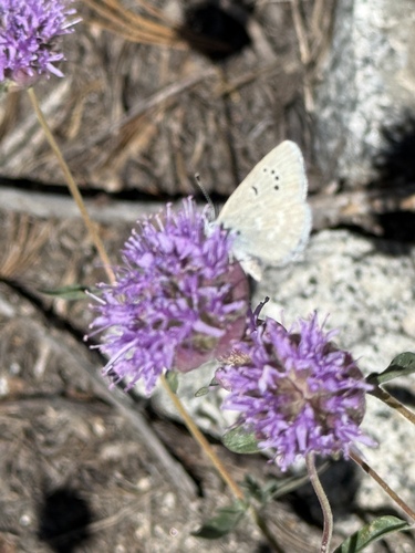 iNaturalist observation photo of Boisduval's Blue