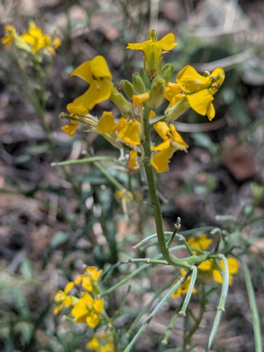 Slender Janusia