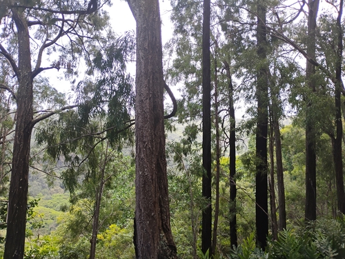 Eucalyptus crebra observed 2026-07-23