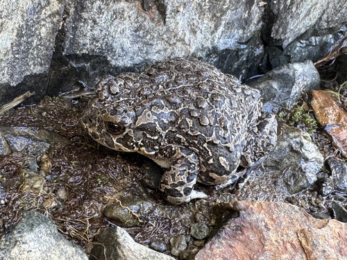iNaturalist observation photo of Yosemite Toad