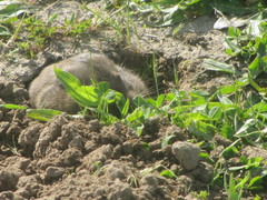 Thomomys bulbivorus