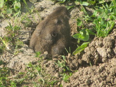 Thomomys bulbivorus