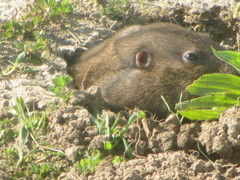 Thomomys bulbivorus