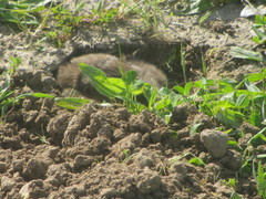 Thomomys bulbivorus