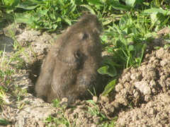 Thomomys bulbivorus