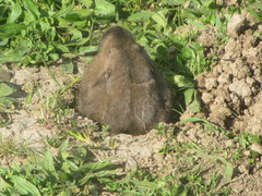 Thomomys bulbivorus