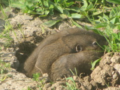 Thomomys bulbivorus