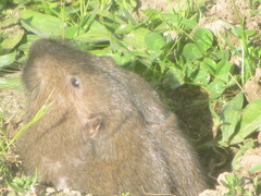 Thomomys bulbivorus