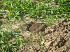 Thomomys bulbivorus