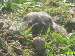 Thomomys bulbivorus