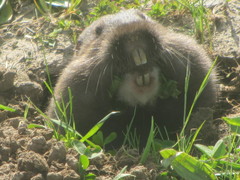 Thomomys bulbivorus