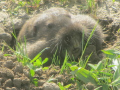 Thomomys bulbivorus