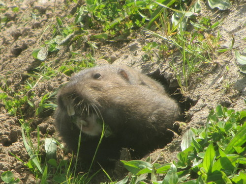 Camas Pocket Gopher