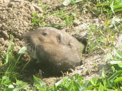 Thomomys bulbivorus