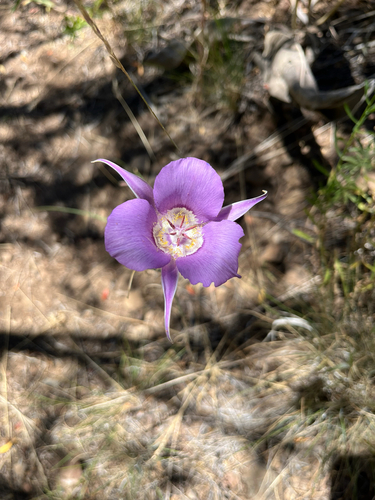 Sagebrush Mariposa Lily