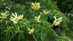 Aesculus pavia flavescens