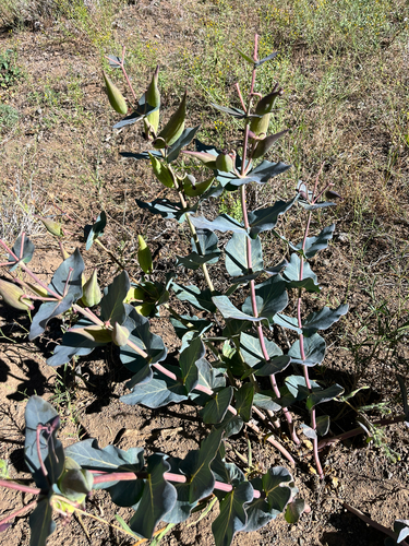 heart-leaf milkweed
