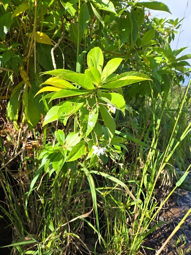 Scaevola chamissoniana observed 2026-07-23