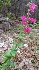 Penstemon triflorus