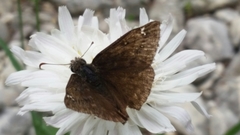 Erynnis meridianus