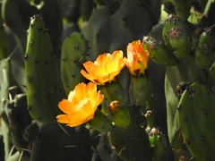 Opuntia rioplatense