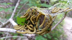 Archips rileyana