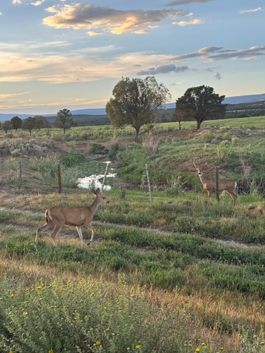 Mule Deer