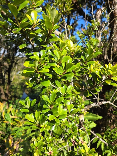 Myrsine sandwicensis observed 2026-07-23