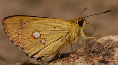 Scobura isota